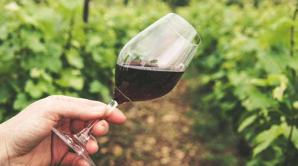 Vingårdsoplevelse med 7-retters middag, vinpakke og overnatning 