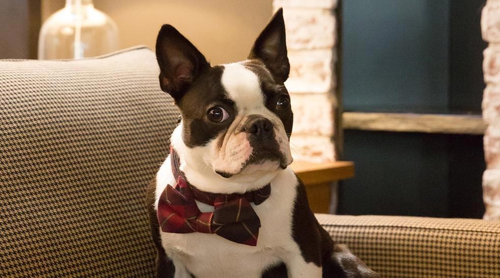 Hotelhunden Runar sidder i en sofa på Hotel F6 i Helsinki, Finland